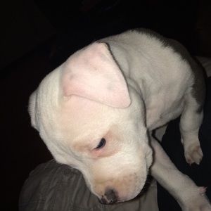 Meet your Posher, Shane